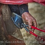 Horse Shoeing