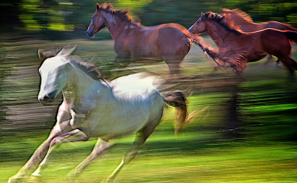 Horses blur image