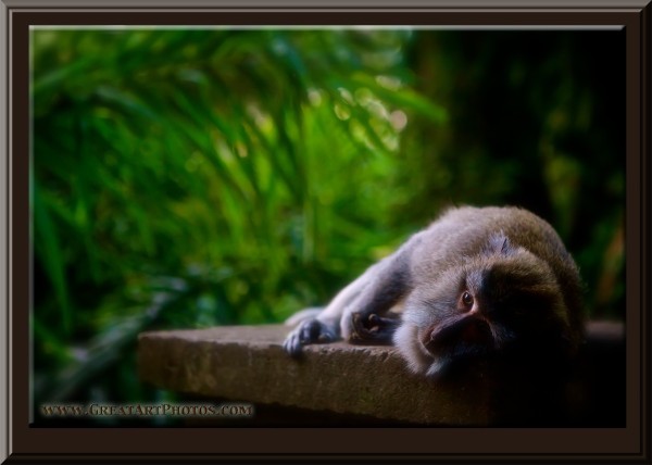 www.GreatArtPhotos.com Screensaver Monkey Wisdom