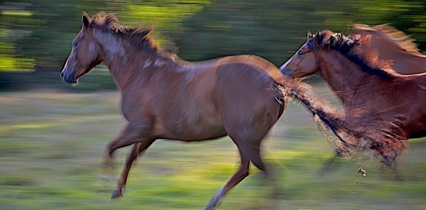 On the Run - www.GreatPhotoTutorials.com