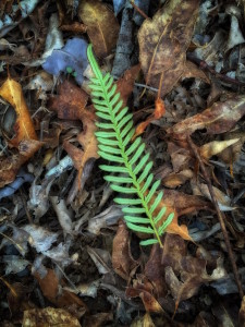 Fern Frond www.GreatPhotoTutorials.com